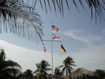 A cool view of the flags through the palm tree.
