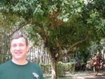 Uncle Chris stands by the Chinese Cinnamon tree.  Cinnamon sticks are derived from the bark of this tree.