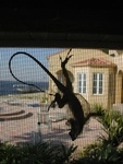 This was interesting, one of the lizards was shedding its skin!