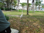 Here comes Floyd, the resident Cabbage Key bird!