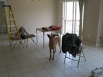 Pean supervises, and occasionally paints (with her tail).