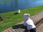 Paige-E stops to look at swan cleaning itself.