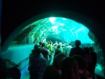 Here we are getting ready to enter the 100 foot long tunnel in Ocean Voyage.  The photos do not do it justice...