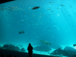 Amazing -- the tour guide stands there to give you perspective of how big the acrylic window into the aquarium is.
