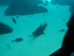 A sawfish passes by.