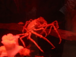 Here's the Japanese Crabs - they are about 1' tall.