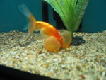 Goldfish with puffy cheeks!