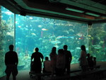 Although not as big as the Georgia Aquarium's viewing window (click here to see that) it was pretty impressive!