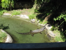 A crocodile shows its teeth (the tour guide said the croc was actually cooling off!)