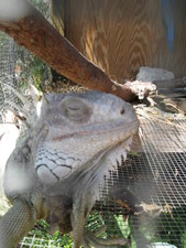 One of the friendliest Iguana's I've ever met!