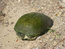 In between trips this month, Melanie and I took a walk around Lakes Park -- seeing turtles...