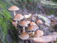 Some interesting mushrooms growing at the base of a tree.