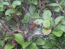 An interesting spider that Melanie spotted on our walk to Zingerman's.