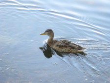 A little duck swims in the river.