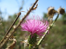 A cool macro shot of some thistle.  Hope you enjoyed your walk in the park!